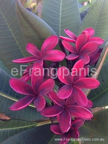 blackjack frangipani|frangipani colours australia.